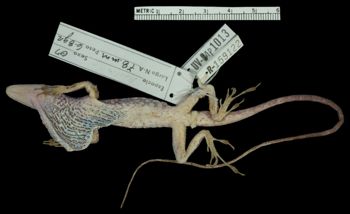 Media type: image;   Herpetology R-159122
